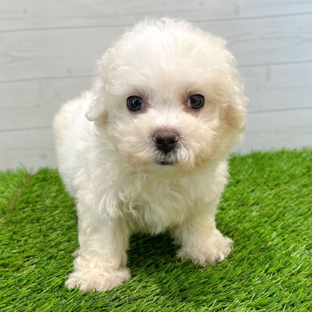 愛知県のビションフリーゼ (犬の家＆猫の里豊田店/2025年6月10日生まれ/男の子/ホワイト)の子犬の4枚目の画像