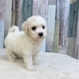 静岡県のビションフリーゼ (犬の家＆猫の里マークイズ静岡店/2025年6月9日生まれ/女の子/ホワイト)の子犬の1枚目の画像