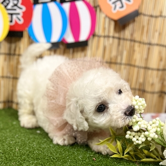 神奈川県のビションフリーゼ (犬の家＆猫の里小田原店/2025年6月8日生まれ/男の子/ホワイト)の子犬の4枚目の画像
