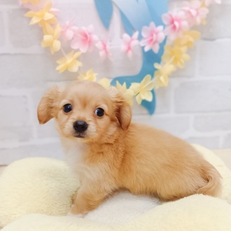 静岡県のチワックス(チワワ×ダックス) (犬の家＆猫の里プレ葉ウォーク浜北店/2025年6月10日生まれ/男の子/ゴールド)の子犬の4枚目の画像