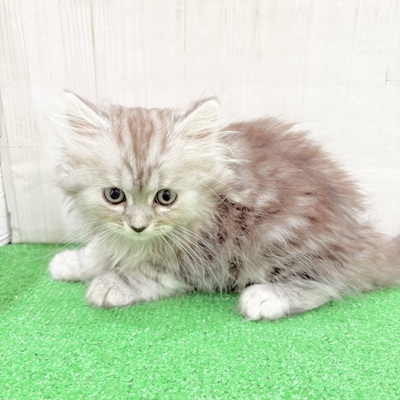 三重県のミヌエット (犬の家＆猫の里三重桑名店/2025年6月10日生まれ/男の子/シルバータビー)の子猫の4枚目の画像