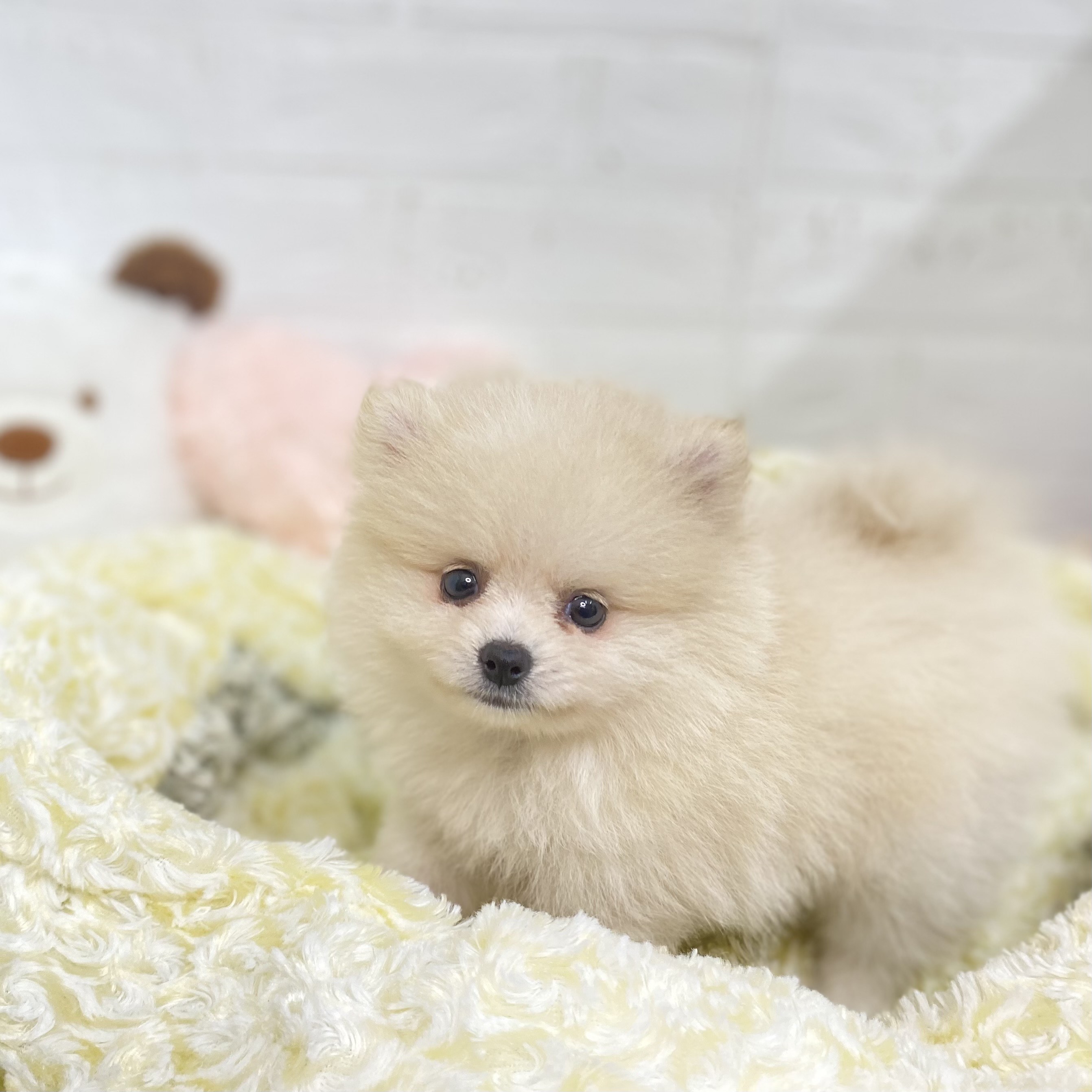 長野県のポメラニアン (犬の家＆猫の里長野店/2025年6月4日生まれ/女の子/クリーム)の子犬の1枚目の画像