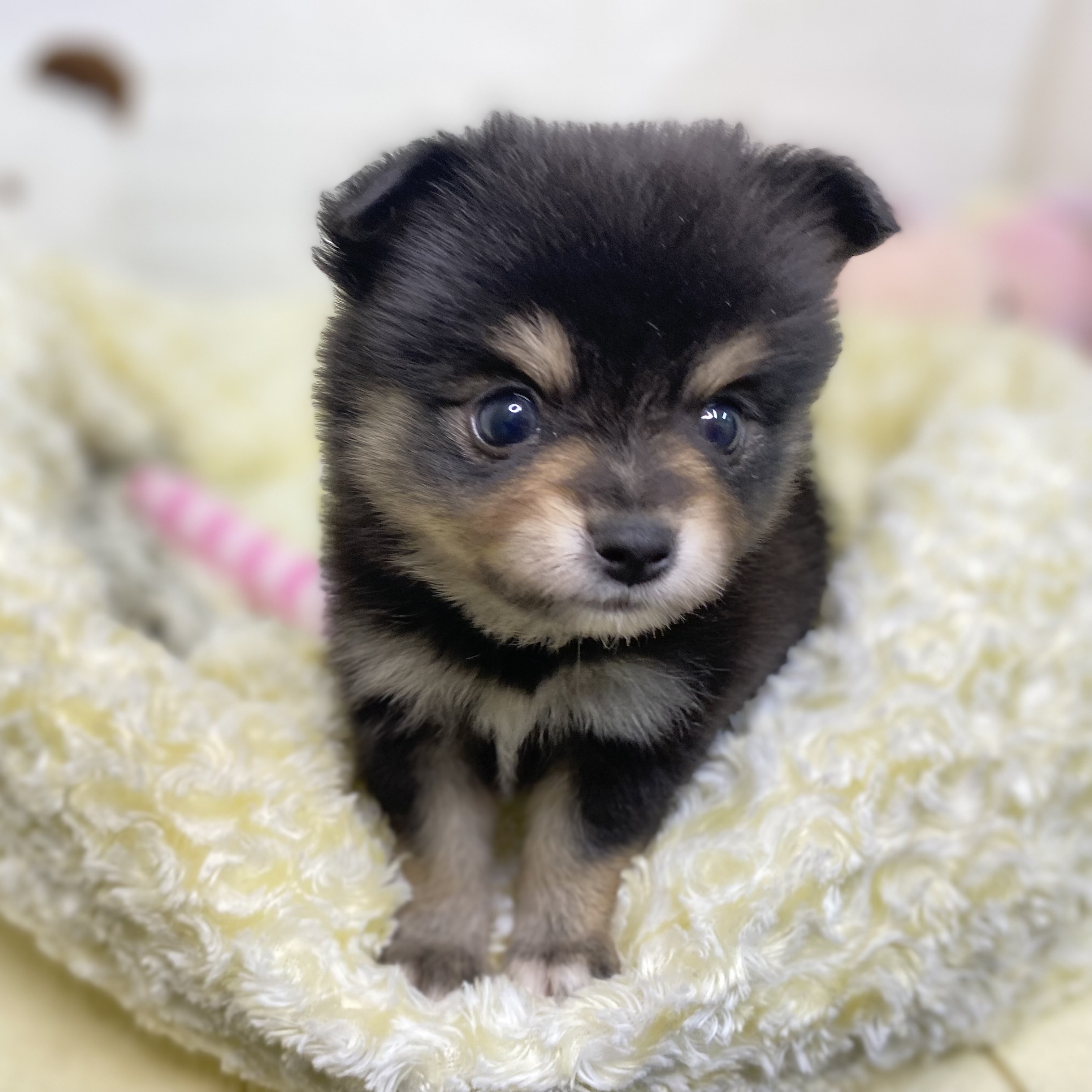 長野県のポメチワ/チワポメ/ポメチー(ポメラニアン×チワワ) (犬の家＆猫の里長野店/2025年6月10日生まれ/男の子/ブラックタン)の子犬の4枚目の画像