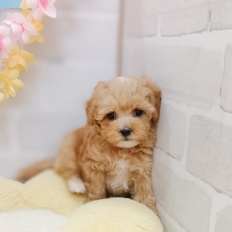 静岡県のマルプー(マルチーズ×プードル) (犬の家＆猫の里プレ葉ウォーク浜北店/2025年6月9日生まれ/女の子/アプリコット)の子犬の1枚目の画像