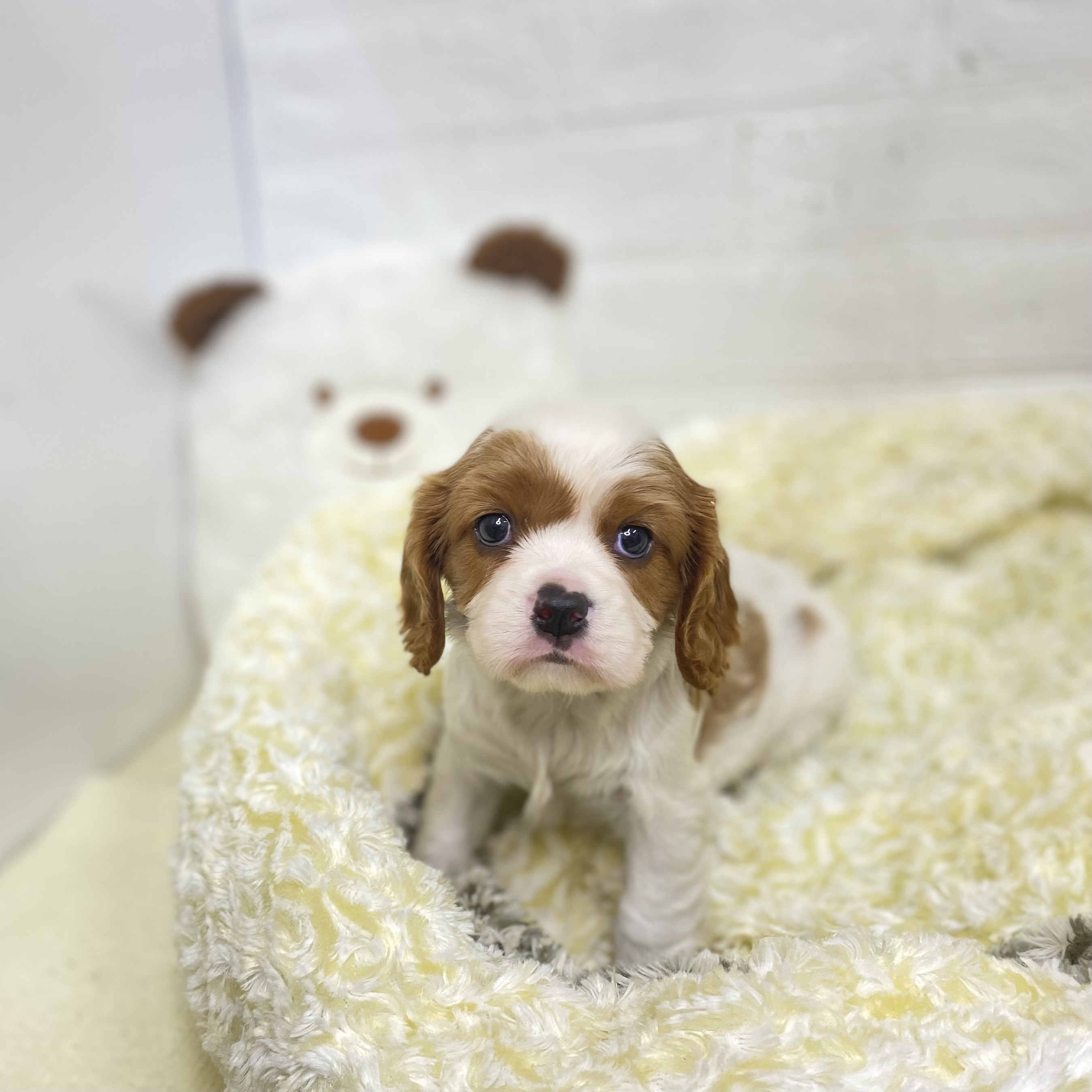 長野県のキャバリアキングチャールズスパニエル (犬の家＆猫の里長野店/2025年6月10日生まれ/女の子/ブレンハイム)の子犬の4枚目の画像
