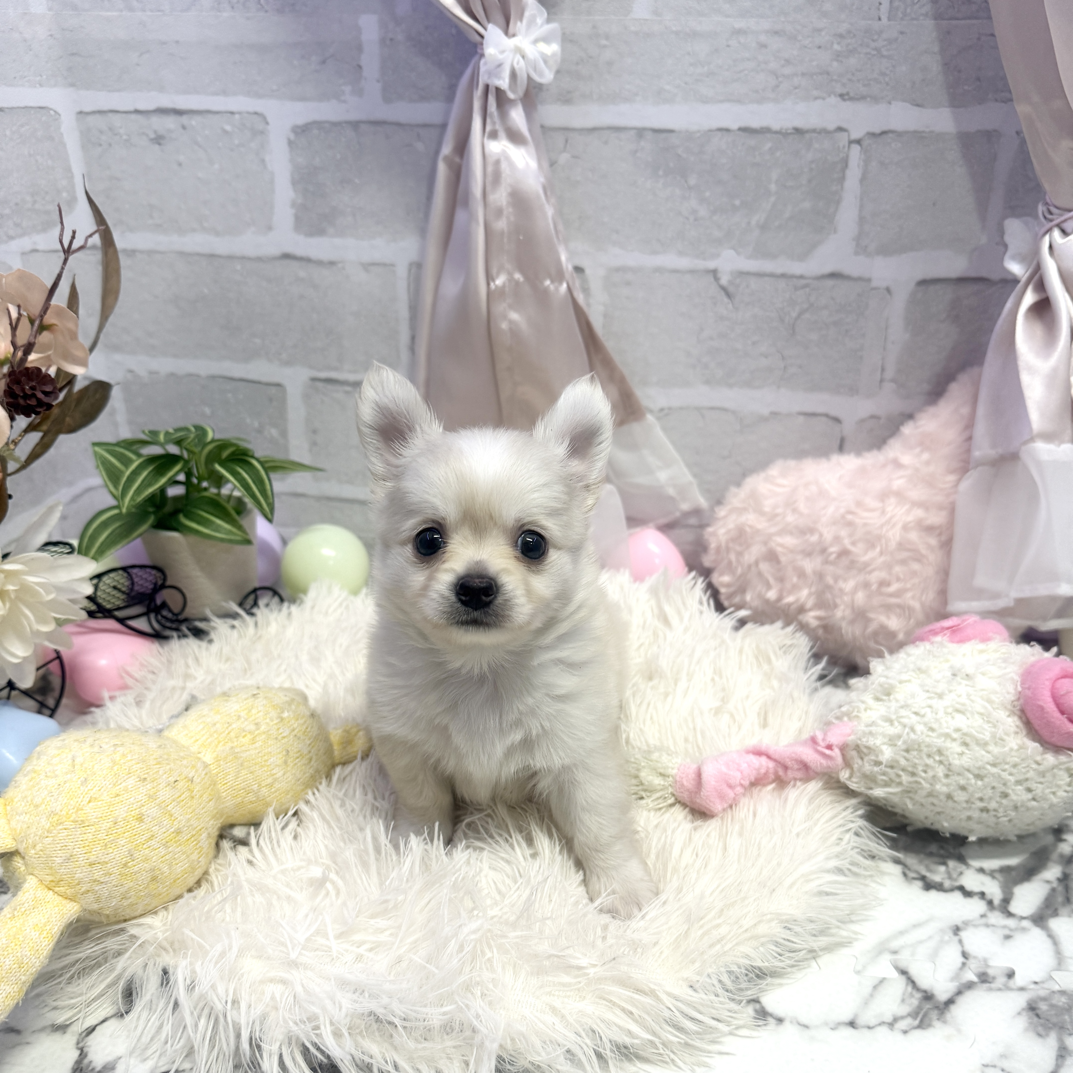 愛知県のチワワ(ロング) (犬の家＆猫の里岡崎店/2025年6月8日生まれ/男の子/クリームホワイト)の子犬の1枚目の画像