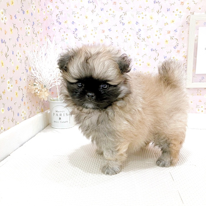 石川県のペキポメ/ポメペキ(ペキニーズ×ポメラニアン) (犬の家＆猫の里金沢店/2025年6月8日生まれ/男の子/フォーン)の子犬の4枚目の画像