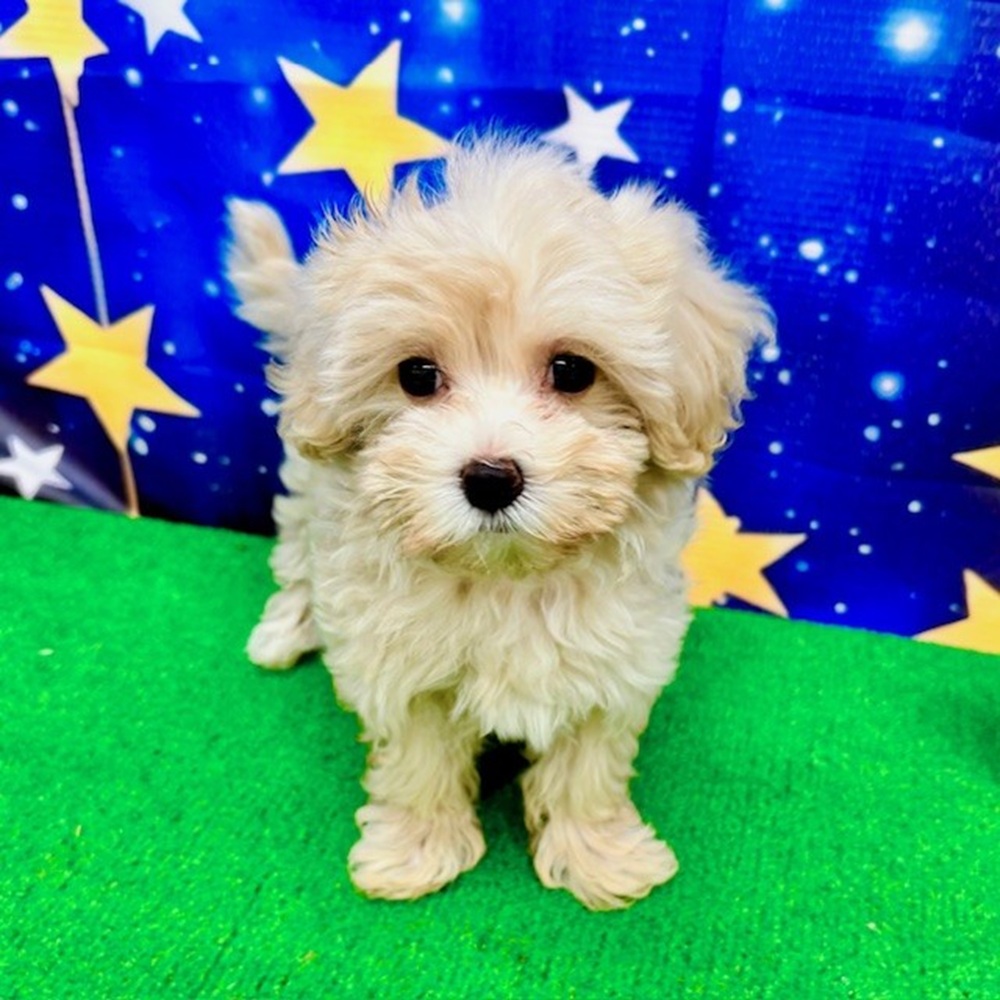 愛知県のマルプー(マルチーズ×プードル) (犬の家＆猫の里名古屋天白店/2025年7月5日生まれ/女の子/クリーム)の子犬の4枚目の画像