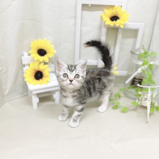 静岡県のアメリカンショートヘアー (犬の家＆猫の里藤枝店/2025年6月5日生まれ/女の子/シルバーパッチドタビー)の子猫の4枚目の画像