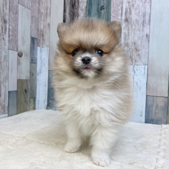 静岡県のポメラニアン (犬の家＆猫の里マークイズ静岡店/2025年6月9日生まれ/男の子/ホワイトブルーフォーン)の子犬の4枚目の画像
