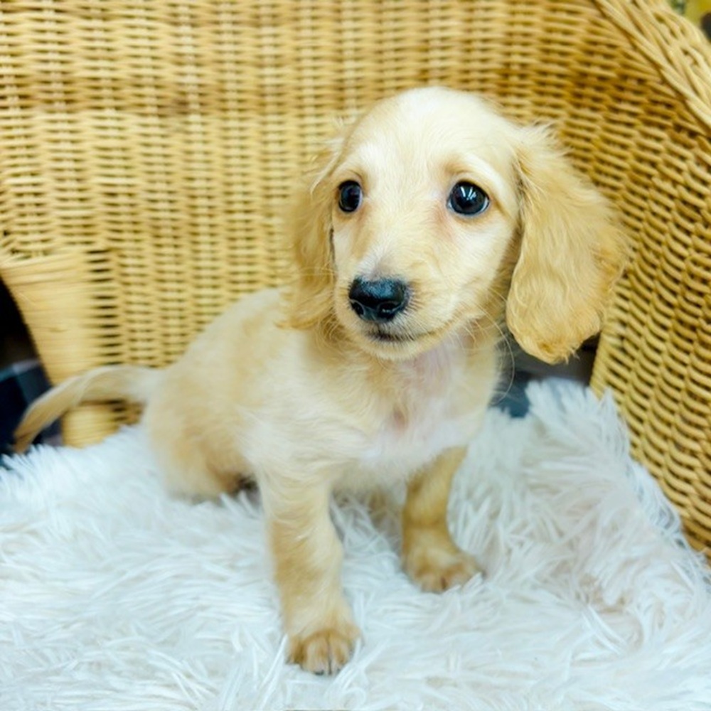 愛知県のミニチュアダックスフンド(ロング) (犬の家＆猫の里名古屋天白店/2025年6月8日生まれ/男の子/イエロー)の子犬の4枚目の画像