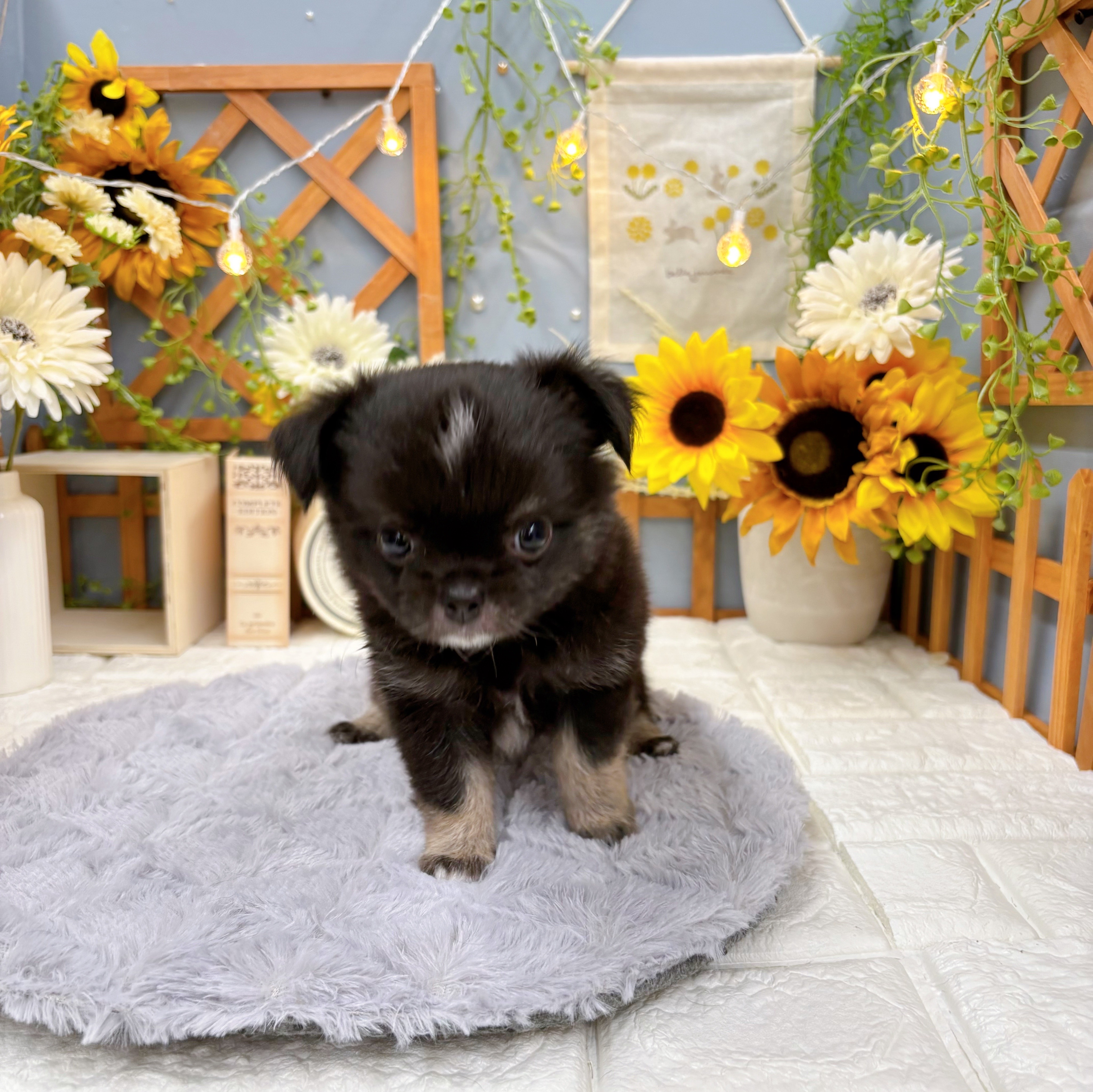 千葉県のチワワ(ロング) (犬の家＆猫の里ワンズモール稲毛店/2025年6月10日生まれ/男の子/ブラックタンホワイト)の子犬の4枚目の画像