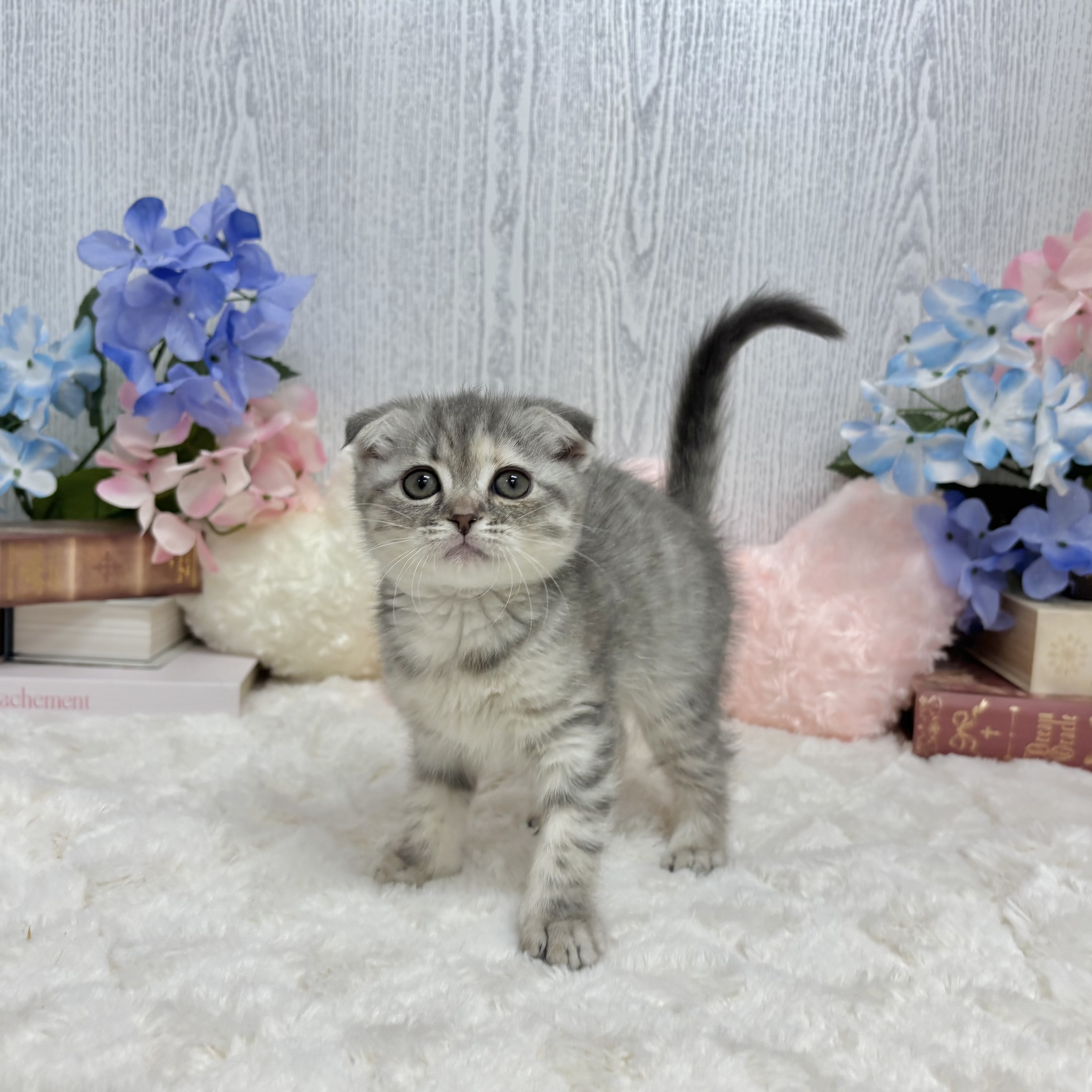 神奈川県のスコティッシュフォールド (犬の家＆猫の里相模原店/2025年6月9日生まれ/女の子/ブルータビー)の子猫の4枚目の画像
