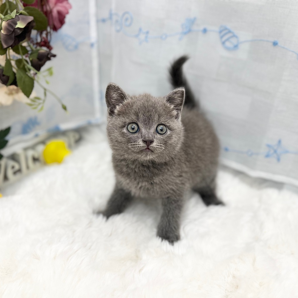 静岡県のブリティッシュショートヘアー (犬の家＆猫の里MEGAドン・キホーテ袋井店/2025年6月5日生まれ/男の子/ブルー)の子猫の4枚目の画像