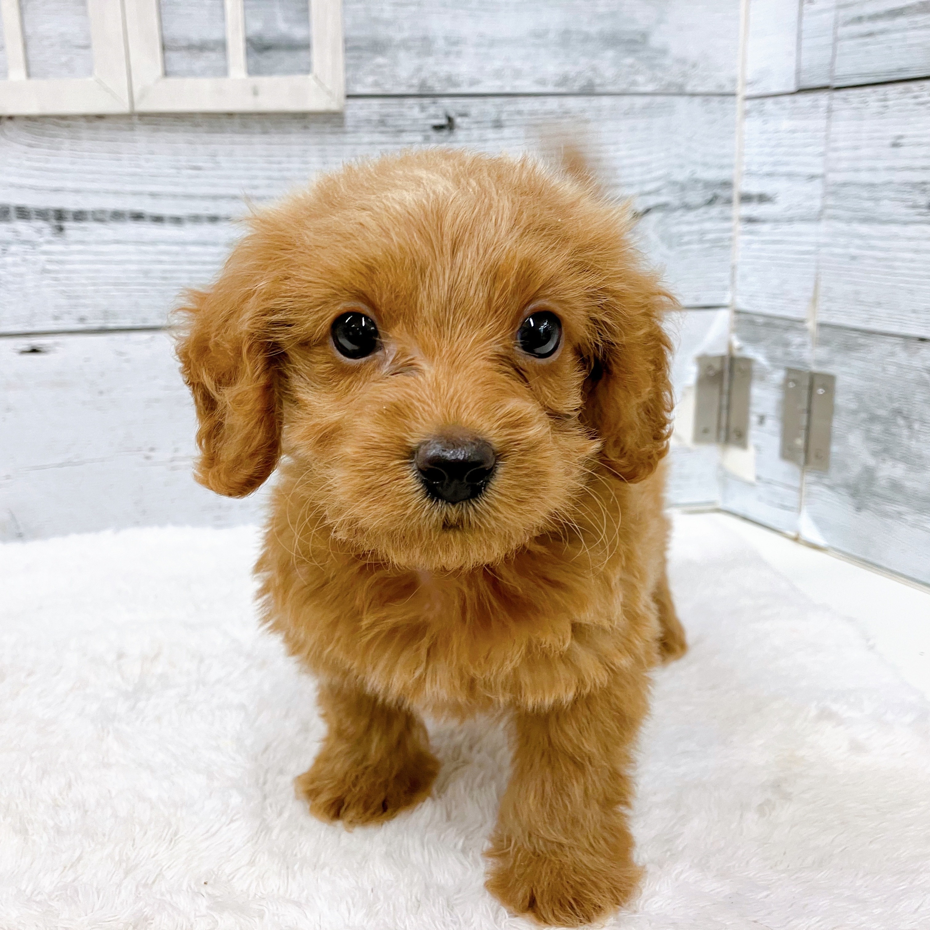 石川県のダップー(ダックス×プードル) (犬の家＆猫の里アミーゴ金沢おこばた店/2025年6月9日生まれ/男の子/レッド)の子犬の4枚目の画像