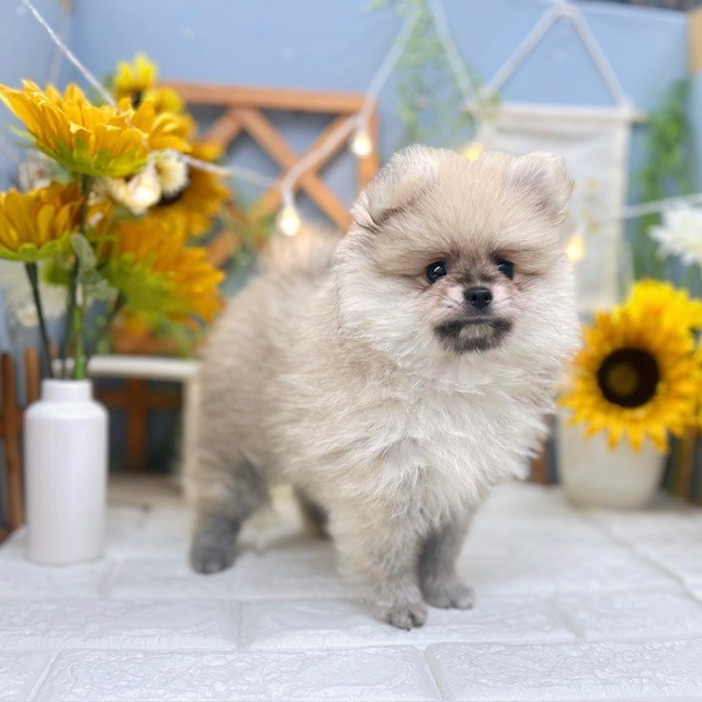 千葉県のポメラニアン (犬の家＆猫の里ワンズモール稲毛店/2025年6月7日生まれ/男の子/セーブル)の子犬の4枚目の画像