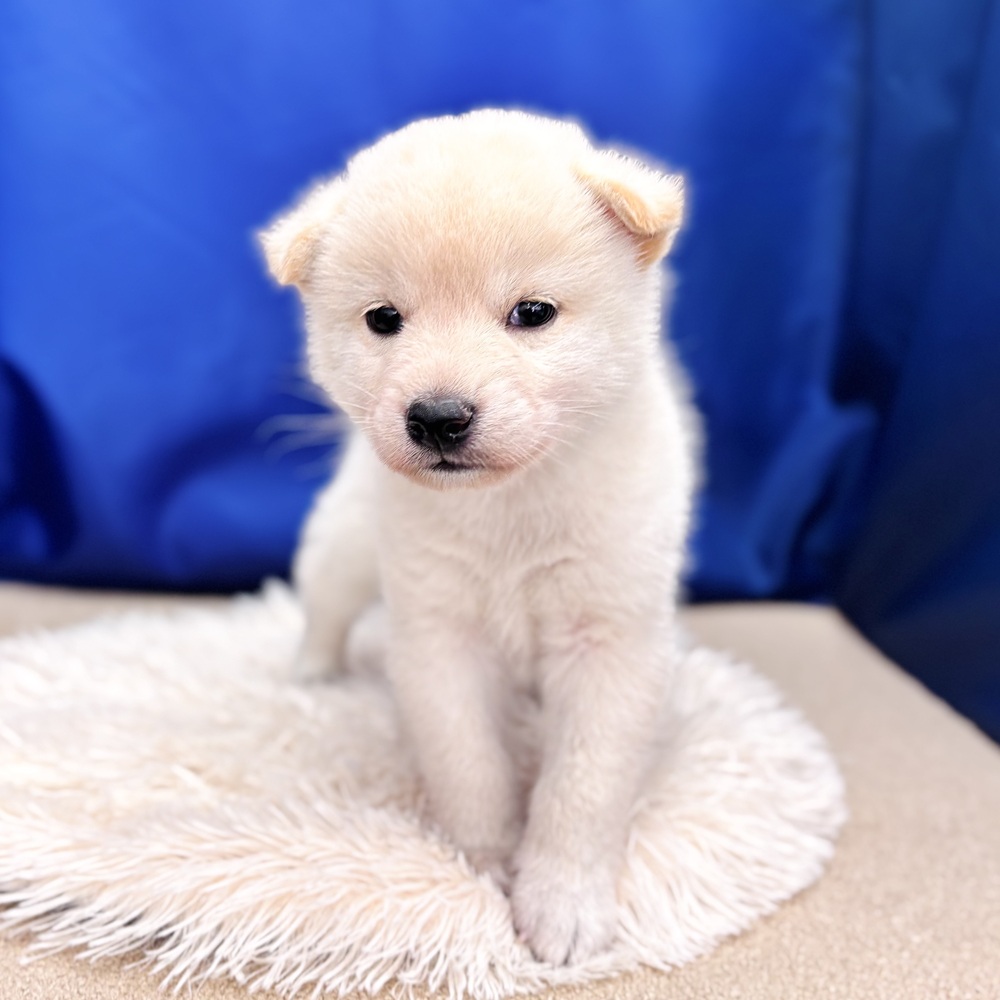 岐阜県の柴犬(標準サイズ) (犬の家＆猫の里中津川店/2025年6月8日生まれ/男の子/白)の子犬の4枚目の画像