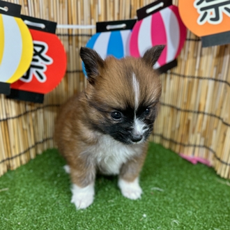 神奈川県のポメヨン/パピポメ/ポメパピ(ポメラニアン×パピヨン) (犬の家＆猫の里小田原店/2025年6月7日生まれ/男の子/ブラウンホワイト)の子犬の4枚目の画像