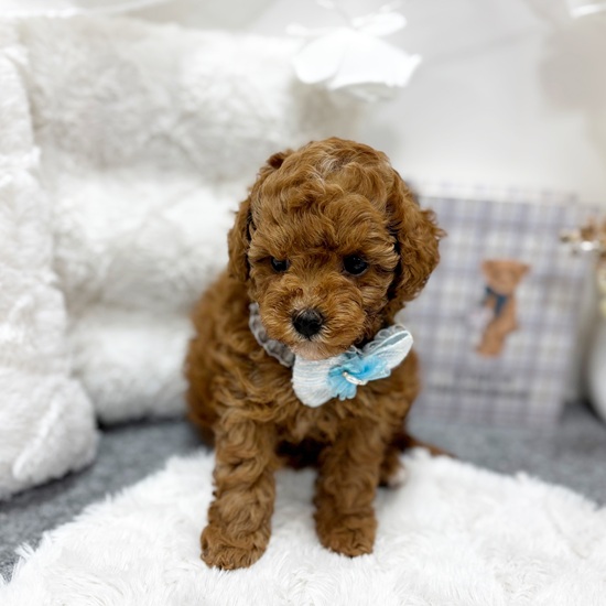 岐阜県のトイプードル(トイ) (犬の家＆猫の里カラフルタウン岐阜店/2025年6月9日生まれ/女の子/レッド)の子犬の4枚目の画像