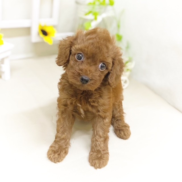 静岡県のトイプードル(トイ) (犬の家＆猫の里藤枝店/2025年6月6日生まれ/男の子/レッド)の子犬の4枚目の画像