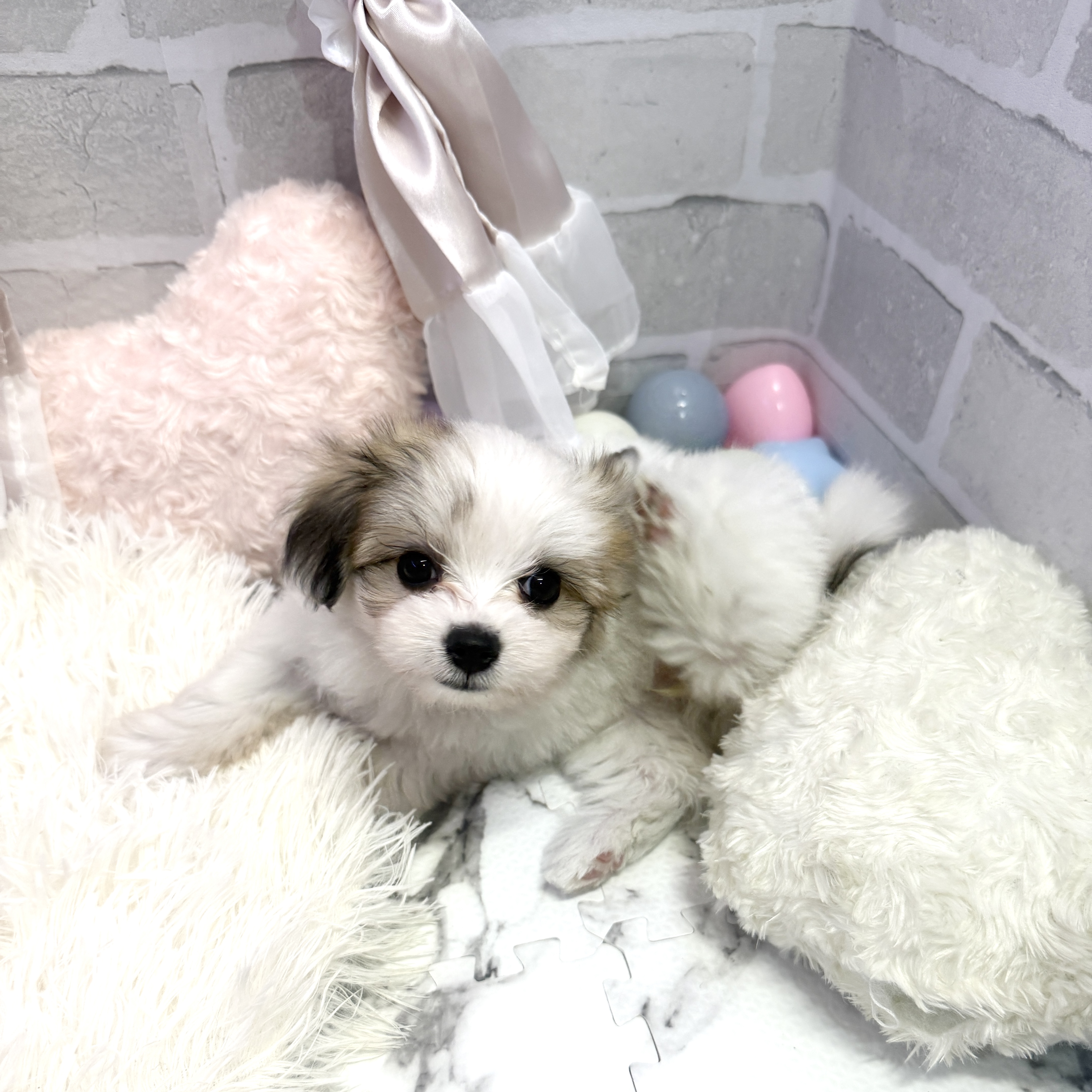 愛知県のハーフ犬・ミックス犬 (犬の家＆猫の里岡崎店/2025年6月9日生まれ/女の子/ホワイトレッド)の子犬の4枚目の画像