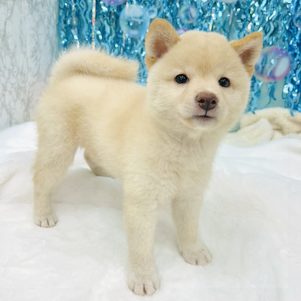 愛知県の柴犬(標準サイズ) (犬の家＆猫の里エアポートウォーク店/2025年6月10日生まれ/女の子/白)の子犬の4枚目の画像