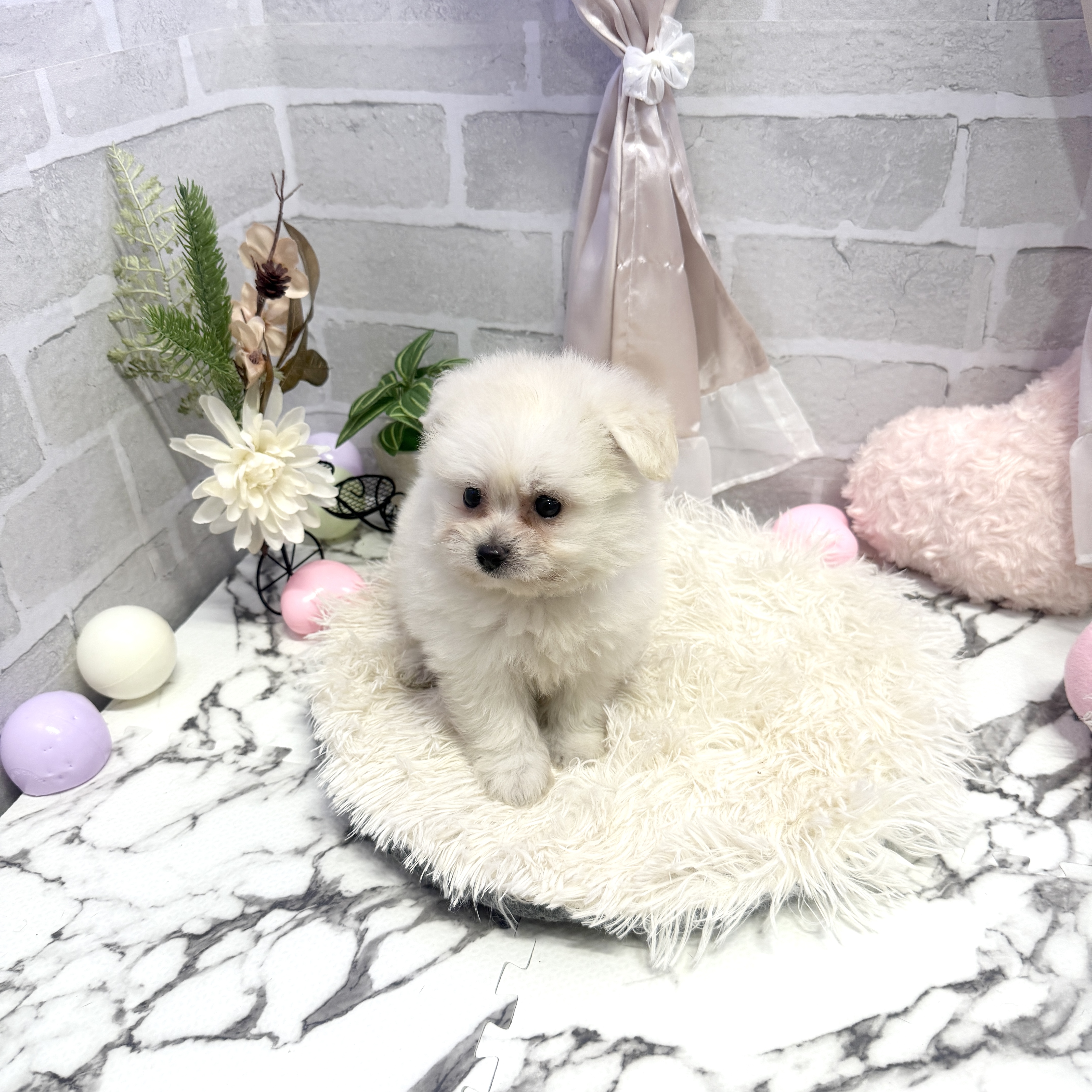 愛知県のポメビション(ポメラニアン×ビションフリーゼ) (犬の家＆猫の里岡崎店/2025年6月9日生まれ/女の子/クリーム)の子犬の4枚目の画像