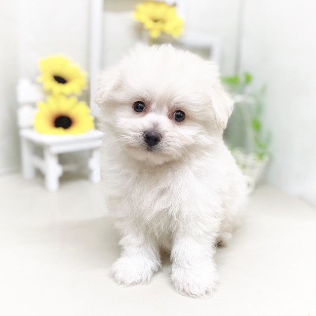 静岡県のポメビション(ポメラニアン×ビションフリーゼ) (犬の家＆猫の里藤枝店/2025年6月9日生まれ/男の子/クリーム)の子犬の4枚目の画像