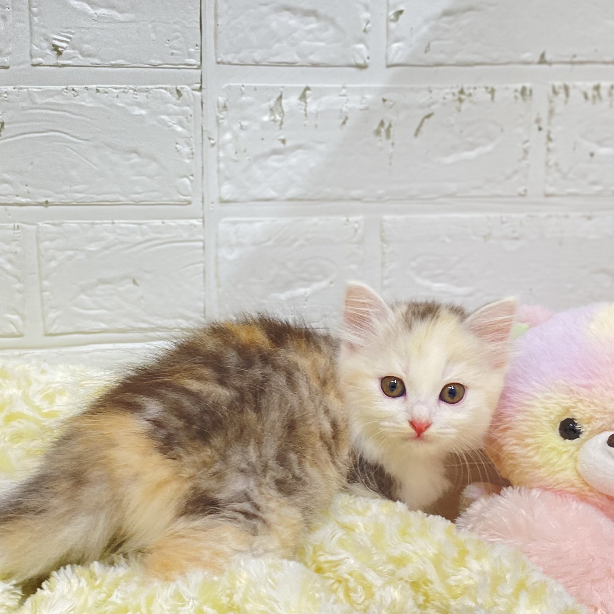 長野県のミヌエット (犬の家＆猫の里長野店/2025年6月9日生まれ/女の子/ダイリュートキャリコ)の子猫の4枚目の画像