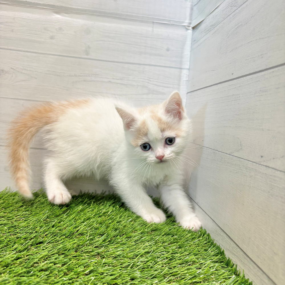 愛知県のブリティッシュショートヘアー (犬の家＆猫の里豊田店/2025年6月10日生まれ/女の子/クリームホワイトバン)の子猫の4枚目の画像