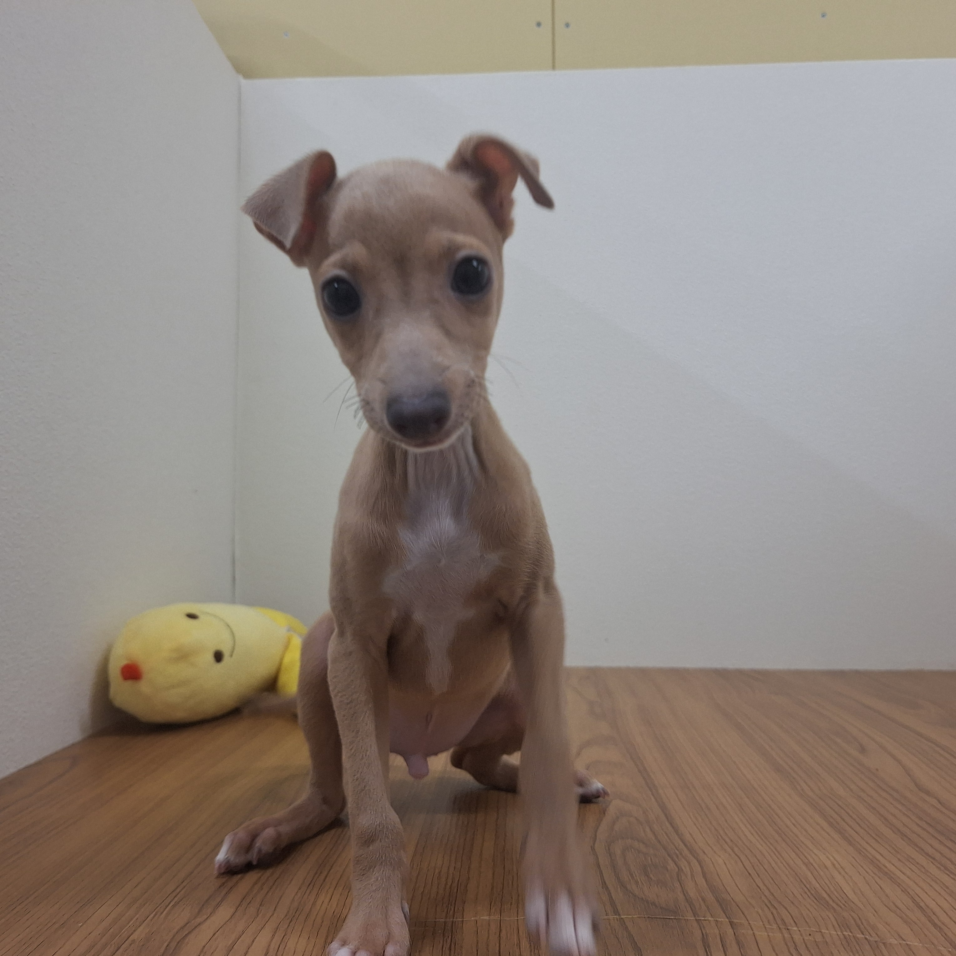 福岡県のイタリアングレーハウンド (犬の家＆猫の里シュロアモール筑紫野店/2025年6月7日生まれ/男の子/フォーンホワイト)の子犬の4枚目の画像