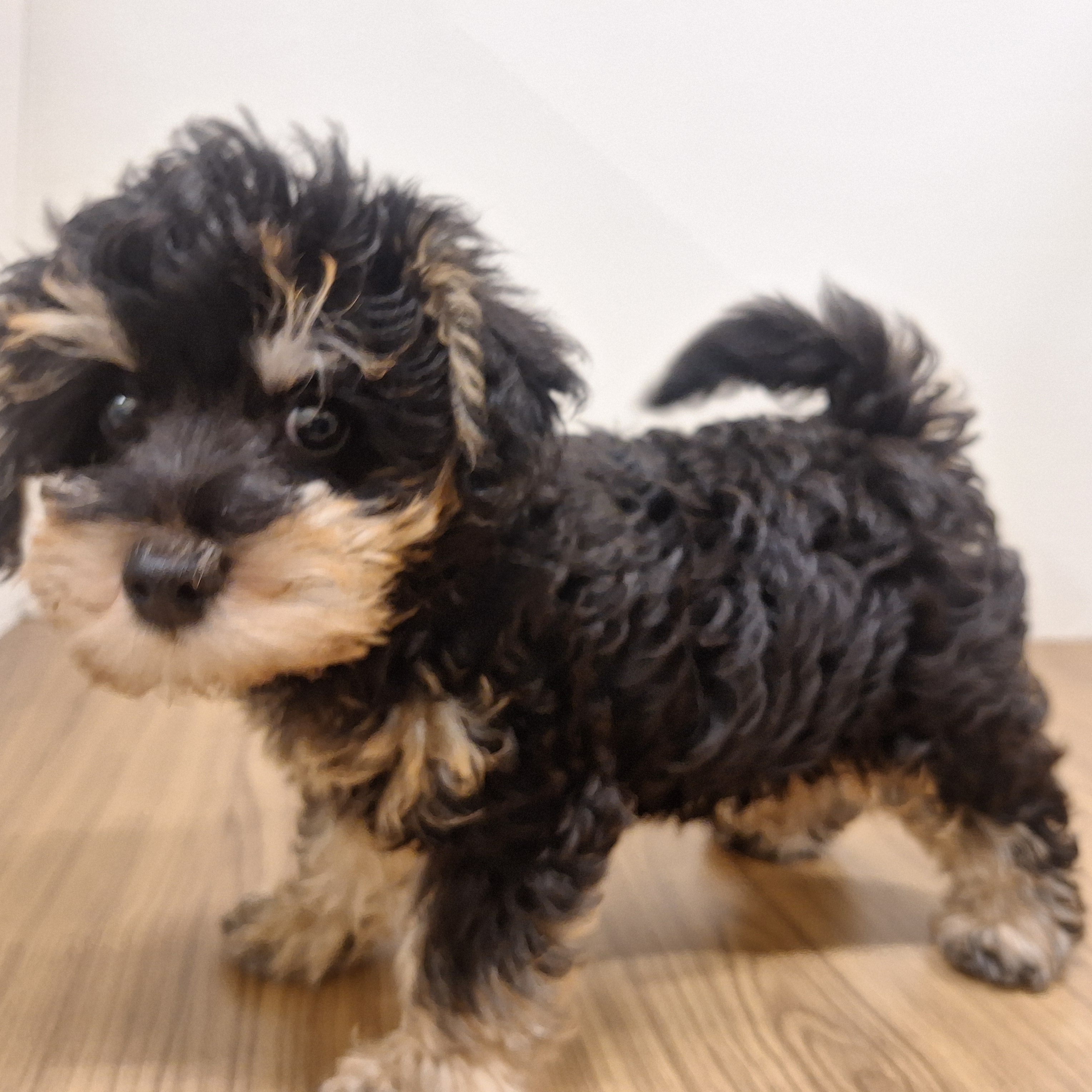 福岡県のシュナプー(シュナウザー×プードル) (犬の家＆猫の里トリアス久山店/2025年6月9日生まれ/男の子/ブラックタン)の子犬の4枚目の画像