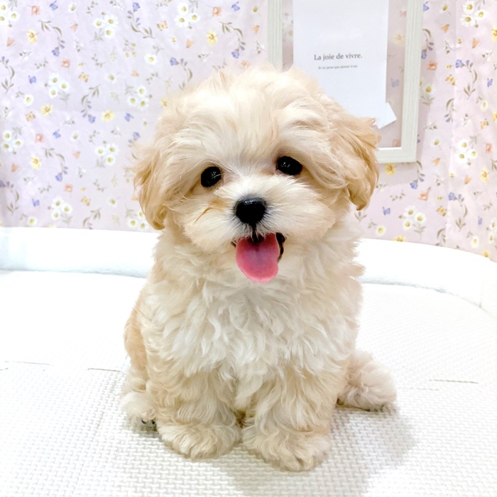 石川県のマルプー(マルチーズ×プードル) (犬の家＆猫の里金沢店/2025年6月8日生まれ/男の子/アプリコット)の子犬の4枚目の画像