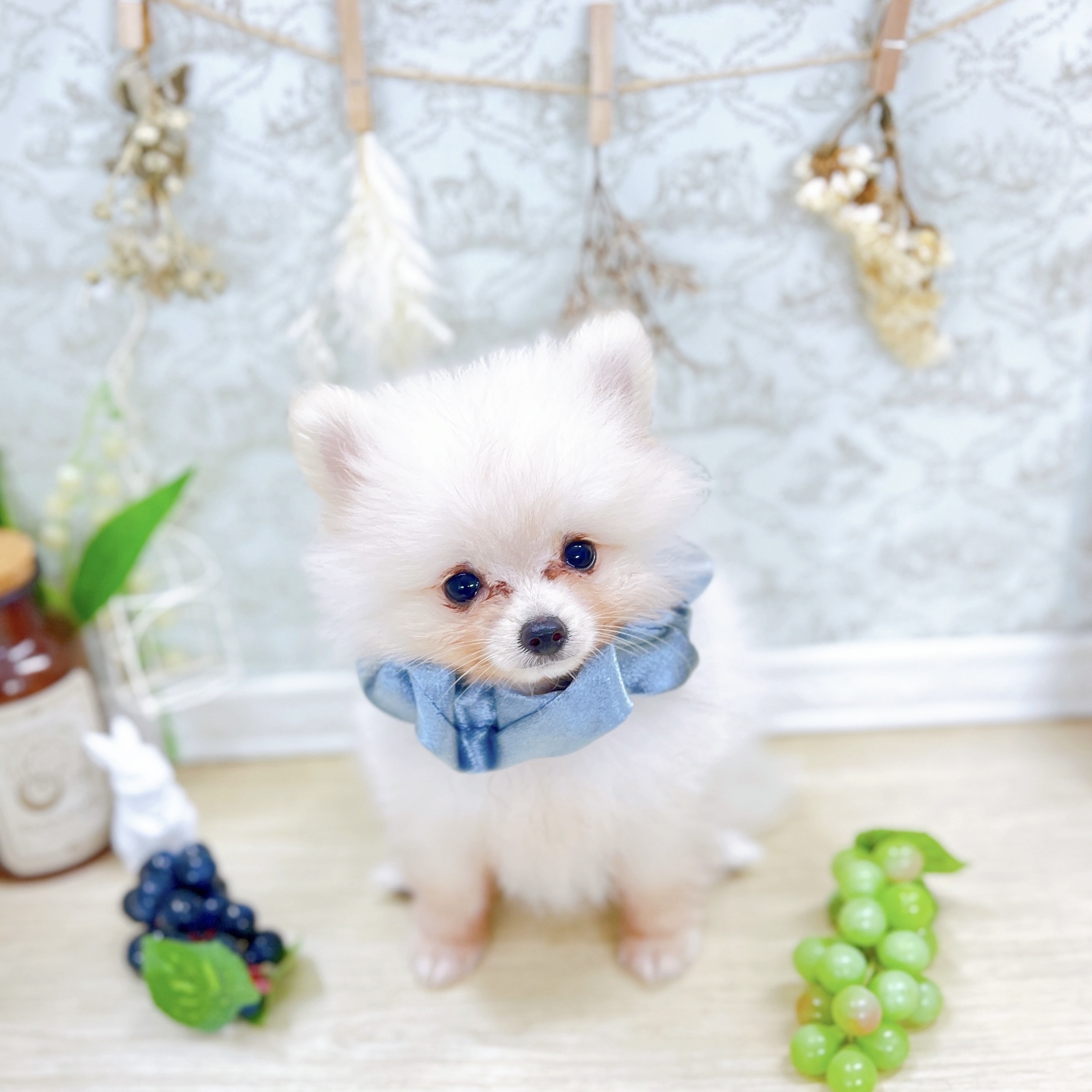 福井県のポメラニアン (犬の家＆猫の里アミーゴ福井大和田店/2025年6月10日生まれ/男の子/クリーム)の子犬の4枚目の画像