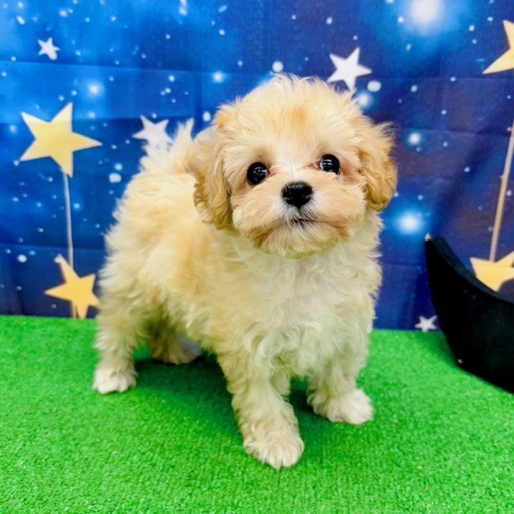 愛知県のマルプー(マルチーズ×プードル) (犬の家＆猫の里名古屋天白店/2025年6月9日生まれ/男の子/クリームホワイト)の子犬の4枚目の画像