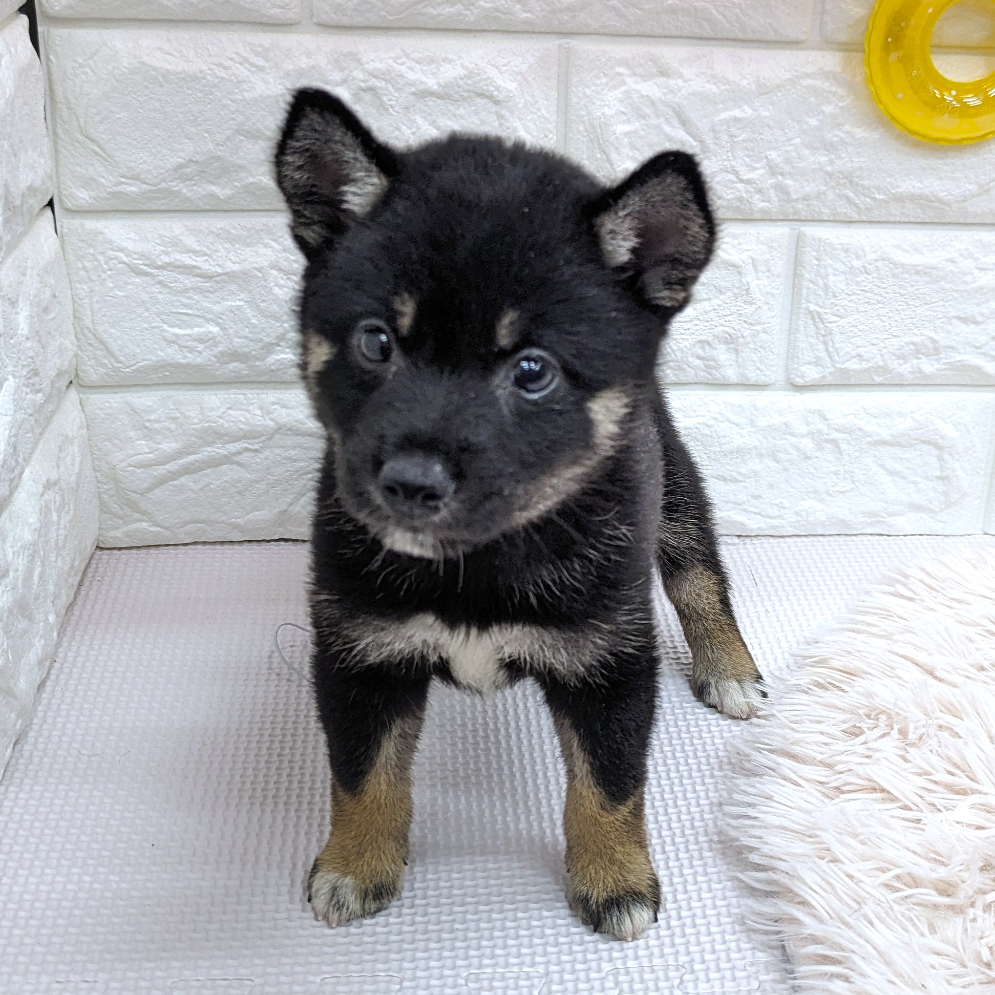 愛知県の柴犬(標準サイズ) (犬の家＆猫の里MEGAドン・キホーテ東海名和店/2025年6月11日生まれ/女の子/黒)の子犬の4枚目の画像