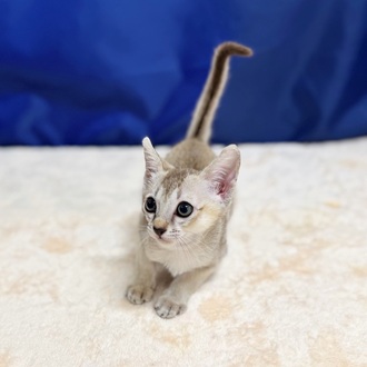 愛知県のシンガプーラ (犬の家＆猫の里一宮店/2025年6月9日生まれ/男の子/セピアアグーティ)の子猫の4枚目の画像