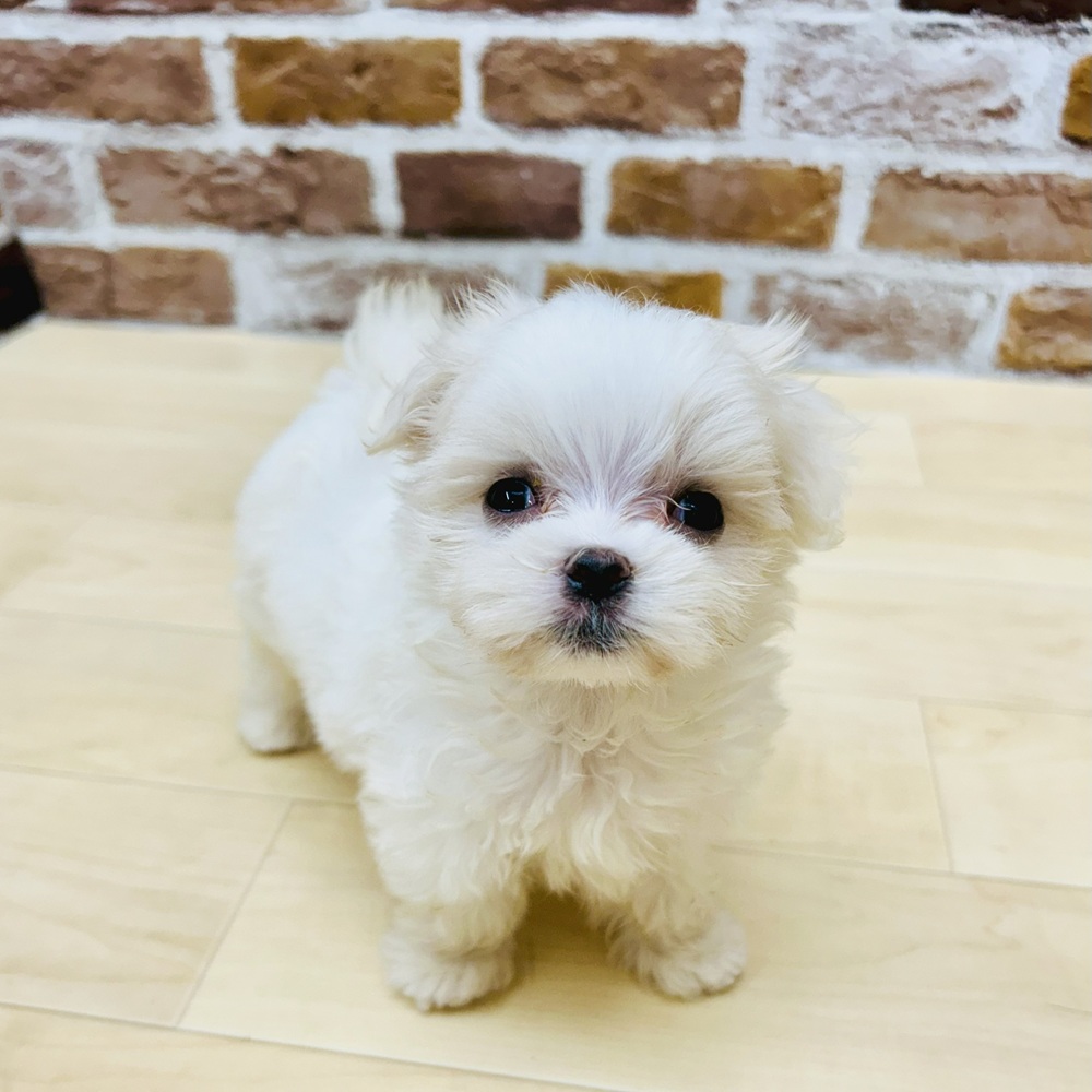 愛知県のマルチーズ (犬の家＆猫の里七宝店/2025年6月9日生まれ/女の子/ホワイト)の子犬の4枚目の画像