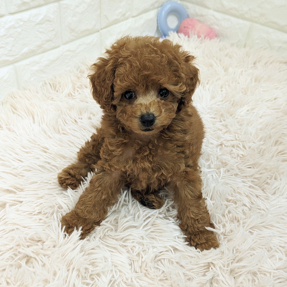 愛知県のトイプードル(トイ) (犬の家＆猫の里MEGAドン・キホーテ東海名和店/2025年6月11日生まれ/女の子/レッド)の子犬の4枚目の画像