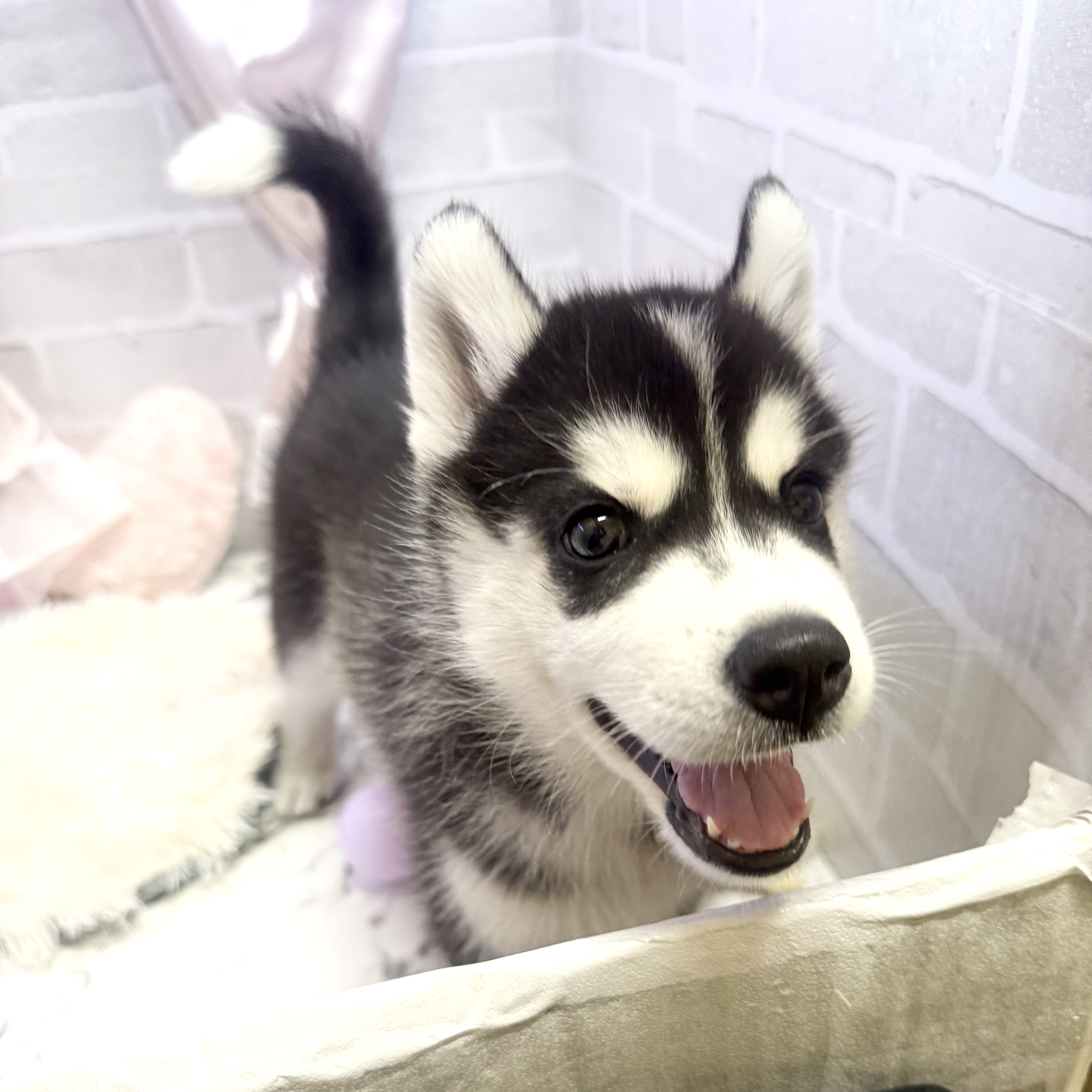 愛知県のシベリアンハスキー (犬の家＆猫の里岡崎店/2025年6月9日生まれ/女の子/ブラックホワイト)の子犬の4枚目の画像
