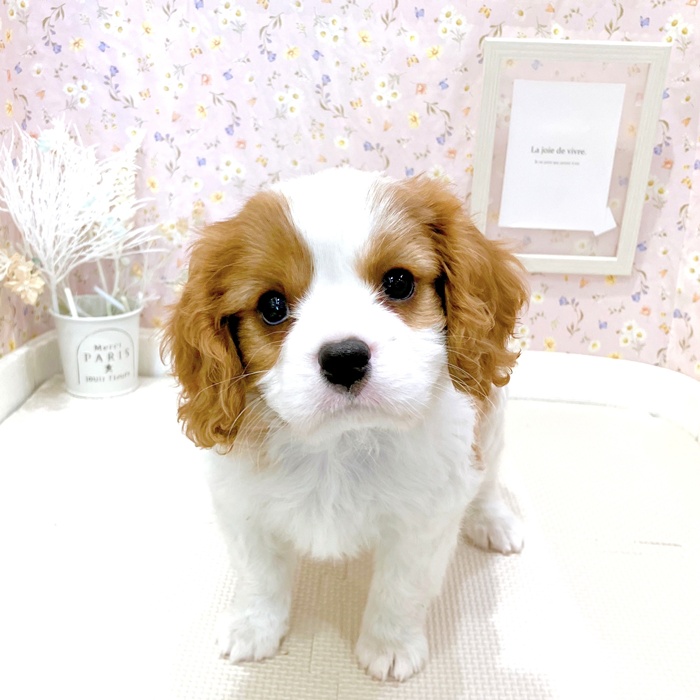 石川県のキャバリアキングチャールズスパニエル (犬の家＆猫の里金沢店/2025年6月11日生まれ/男の子/ブレンハイム)の子犬の4枚目の画像