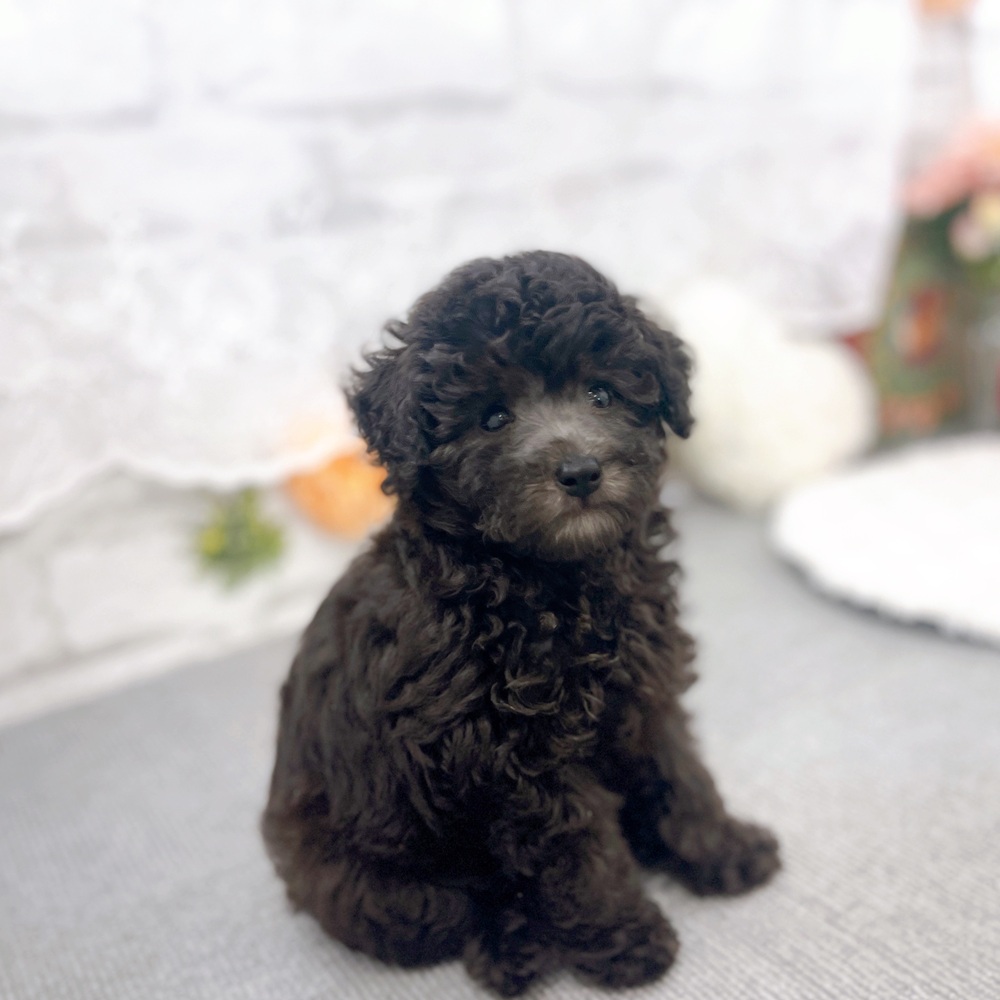 京都府のトイプードル(トイ) (犬の家＆猫の里京都樟葉店/2025年6月11日生まれ/男の子/グレー)の子犬の4枚目の画像