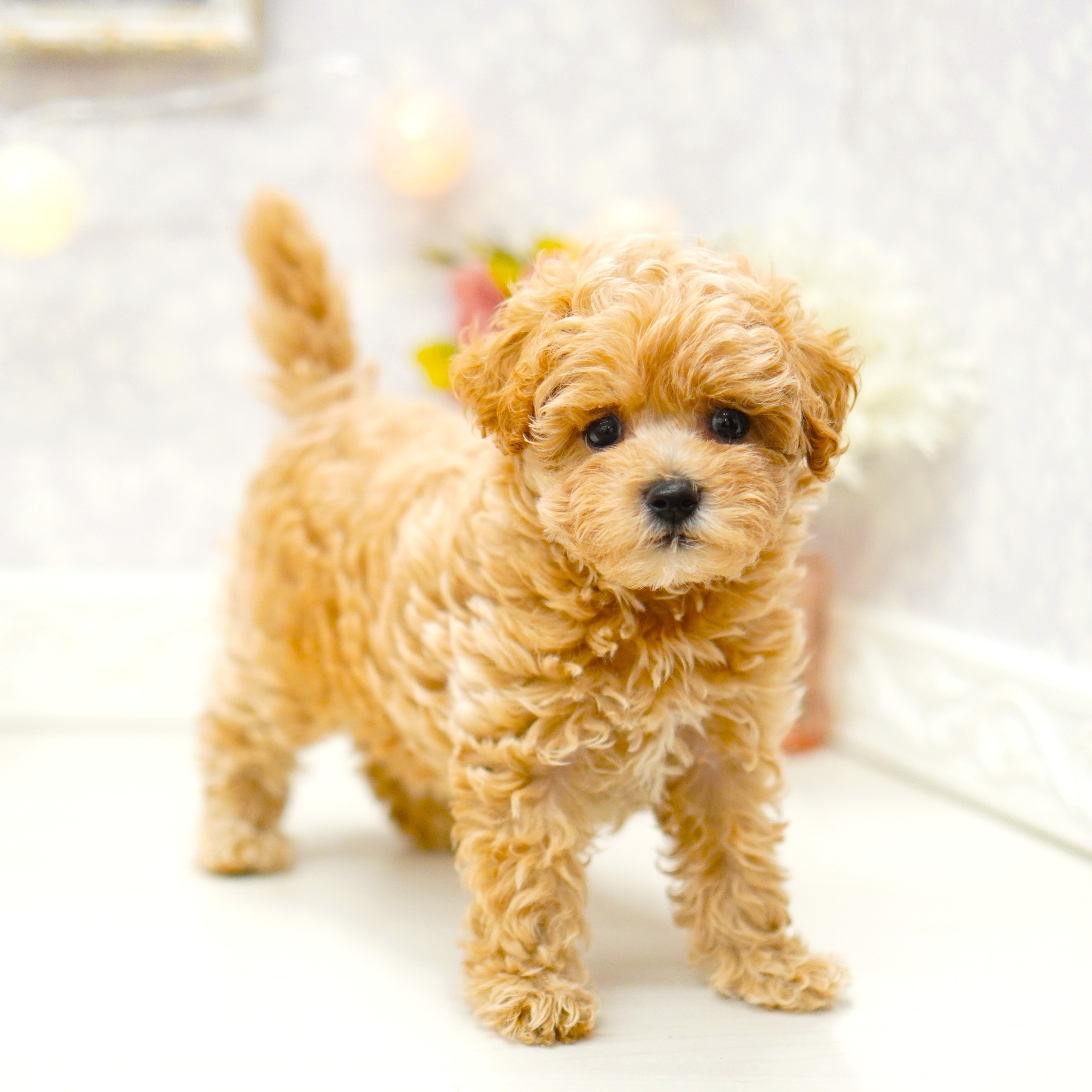 富山県のマルプー(マルチーズ×プードル) (犬の家＆猫の里アミーゴ山室店/2025年6月11日生まれ/女の子/クリーム)の子犬の4枚目の画像