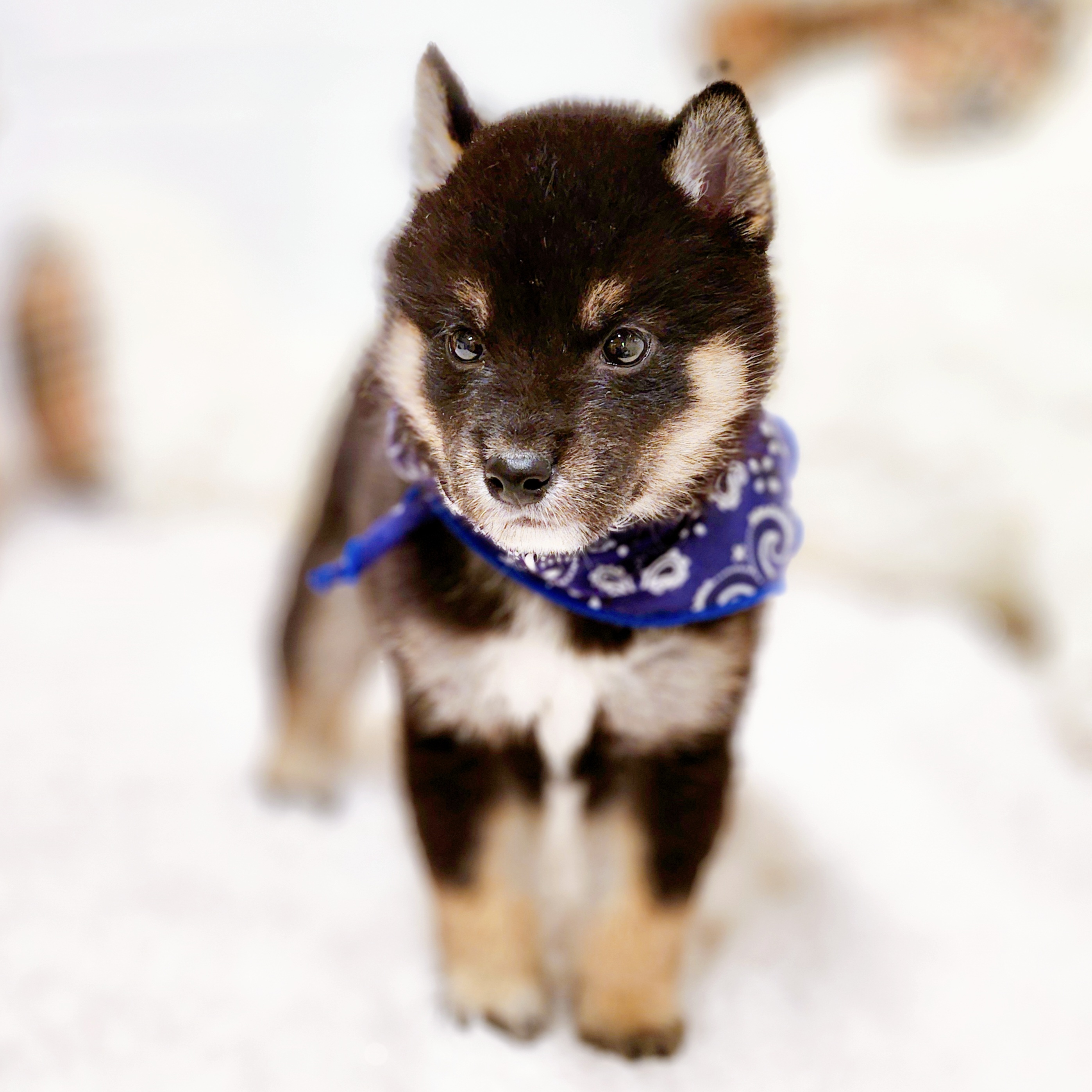 滋賀県の柴犬(標準サイズ) (犬の家＆猫の里近江八幡店/2025年6月7日生まれ/男の子/黒)の子犬の4枚目の画像