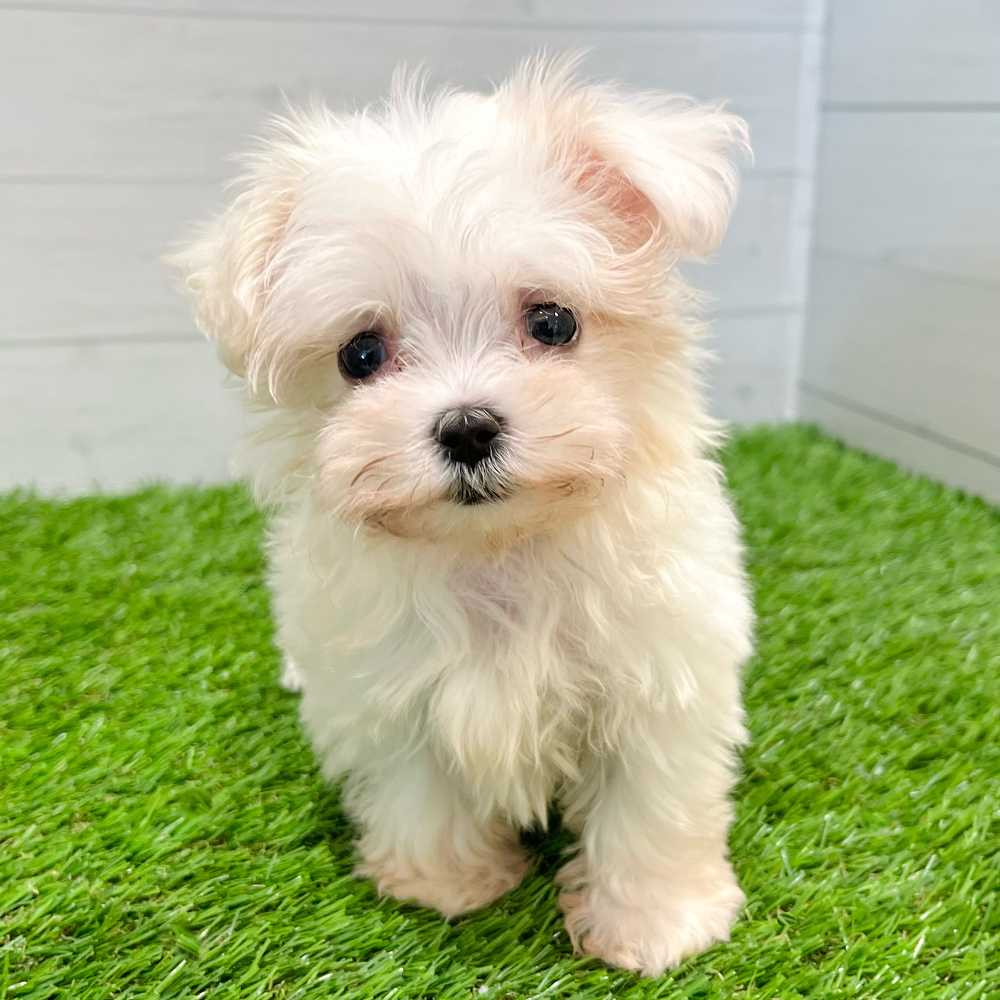 愛知県のマルチーズ (犬の家＆猫の里豊田店/2025年6月5日生まれ/女の子/ホワイト)の子犬の1枚目の画像
