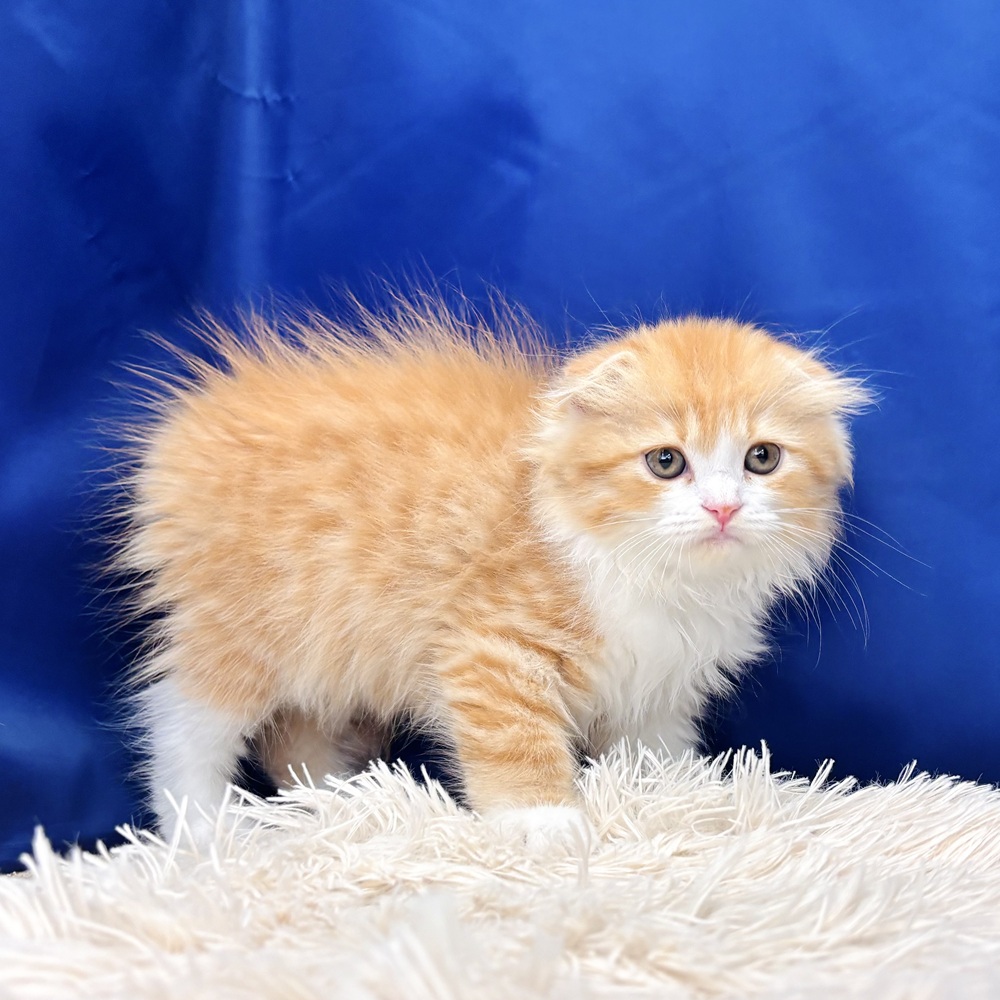 岐阜県のスコティッシュフォールド (犬の家＆猫の里中津川店/2025年6月7日生まれ/女の子/レッドタビーホワイト)の子猫の4枚目の画像