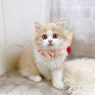 滋賀県のスコティッシュフォールド (犬の家＆猫の里長浜店/2025年6月5日生まれ/男の子/クリームタビーホワイト)の子猫の4枚目の画像