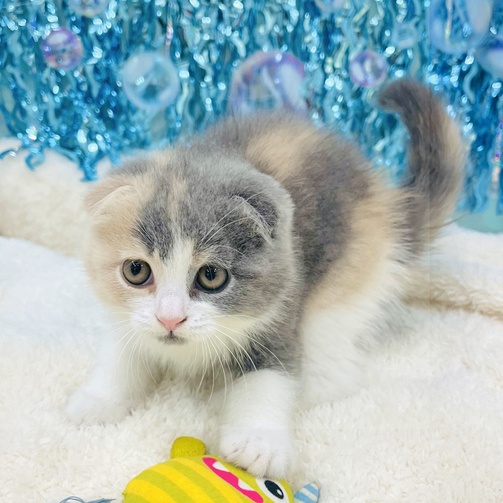 愛知県のスコティッシュフォールド (犬の家＆猫の里エアポートウォーク店/2025年6月6日生まれ/女の子/ブルーパッチドタビーホワイト)の子猫の4枚目の画像