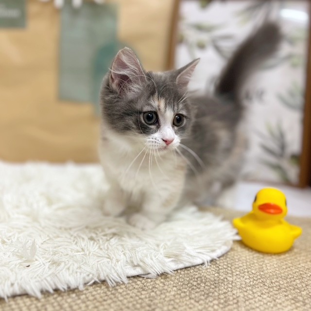 岡山県のマンチカン (犬の家＆猫の里倉敷中庄店/2025年6月4日生まれ/女の子/ブルーパッチドタビーホワイト)の子猫の4枚目の画像