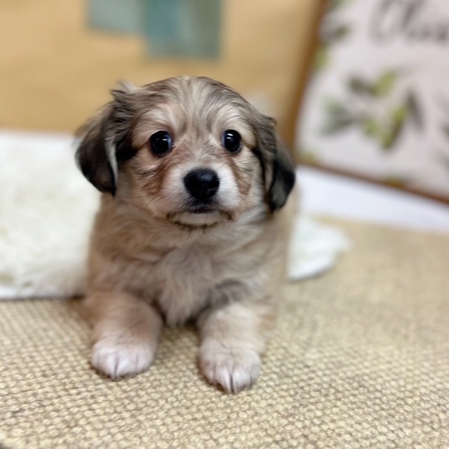 岡山県のチワックス(チワワ×ダックス) (犬の家＆猫の里倉敷中庄店/2025年6月13日生まれ/男の子/シェーデットイエロー)の子犬の4枚目の画像